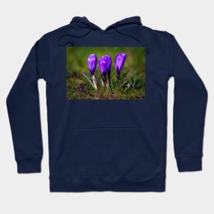 Spring Crocuses Hoodie